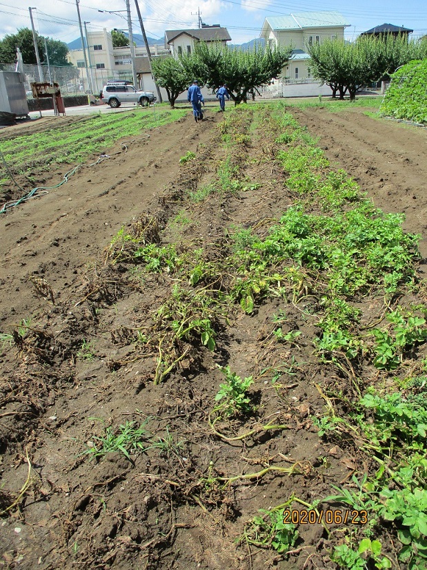 収穫 じゃがいも 栽培 ジャガイモの栽培方法…育て方や肥料などの植え付け・収穫時期とは？ [家庭菜園]